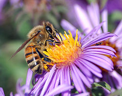 A European honey bee collects nectar, while pollen collects on its body.